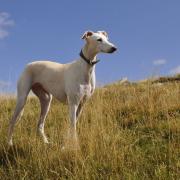 Animal charities call on Welsh Government to make decision on greyhound racing