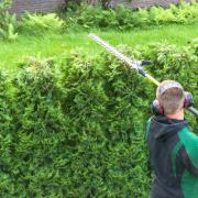 A stock photo of a garden hedge being trimmed.