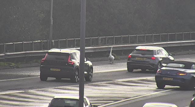 Bird causes a flap at motorway junction, prompting warning for drivers to take care