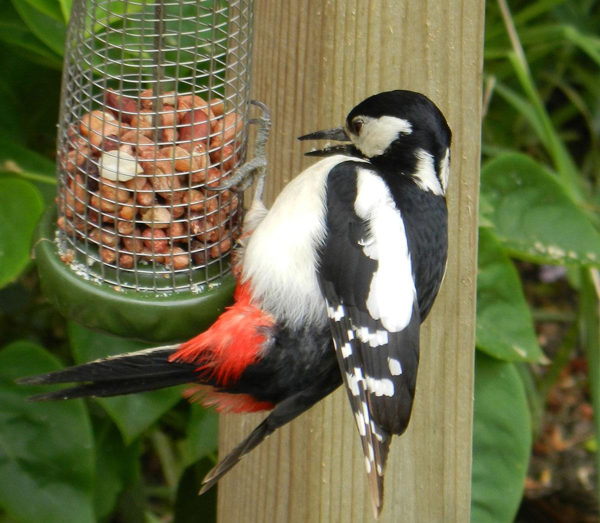 READER PIC: Jim James took this shot of a spotted woodpecker visited his garden for some food.