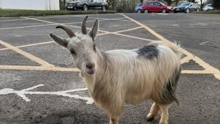 Lost goat at Newport Golf Club