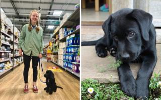 Rowena Smith with puppy Lilly in a supermarket (left) and 13-week-old black Labrador Lilly who is being raised by Rowena to be a guide dog. Pictures: Guide Dogs Cymru