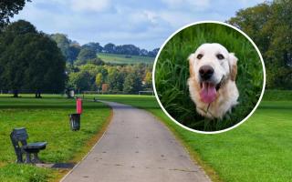 General view of Tredegar Park, where if the new PSPO goes ahead, dog owners could be asked to keep their pets on leads and will be banned from play areas. Pictures: Nicola Pring Ian Poole (main)/Pexels (inset)