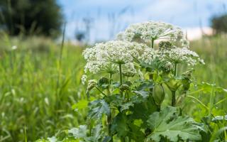 See the areas across South Wales where people have reported seeing Giant Hogweed.