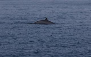 The minke whale spotted off the Cardigan Bay