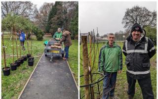Cherry trees have been planted at Pontnewydd Park. Picture: Friends of Pontnewydd Park/Cwmbran Life
