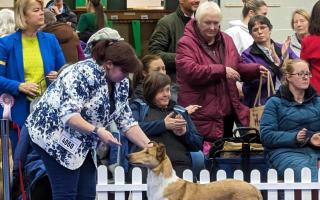 Keira Martin, from Pontypool, is looking to continue her 50-year family legacy at Crufts with the litter she bred herself later this year