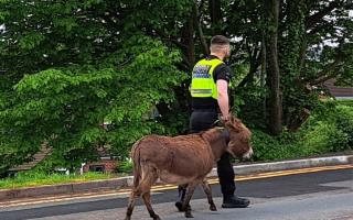 One of the donkeys being taken back home by police