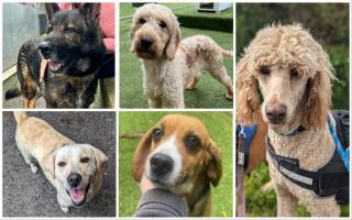 The 5 dogs looking for forever homes at Many Tears Animal Rescue