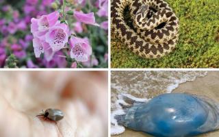 Dangerous and potentially deadly wildlife to watch out for this summer  (stock)
