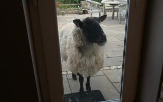 This lost sheep has stayed in a Monmouthshire couple's garden overnight. Picture: Sue Cobourne.