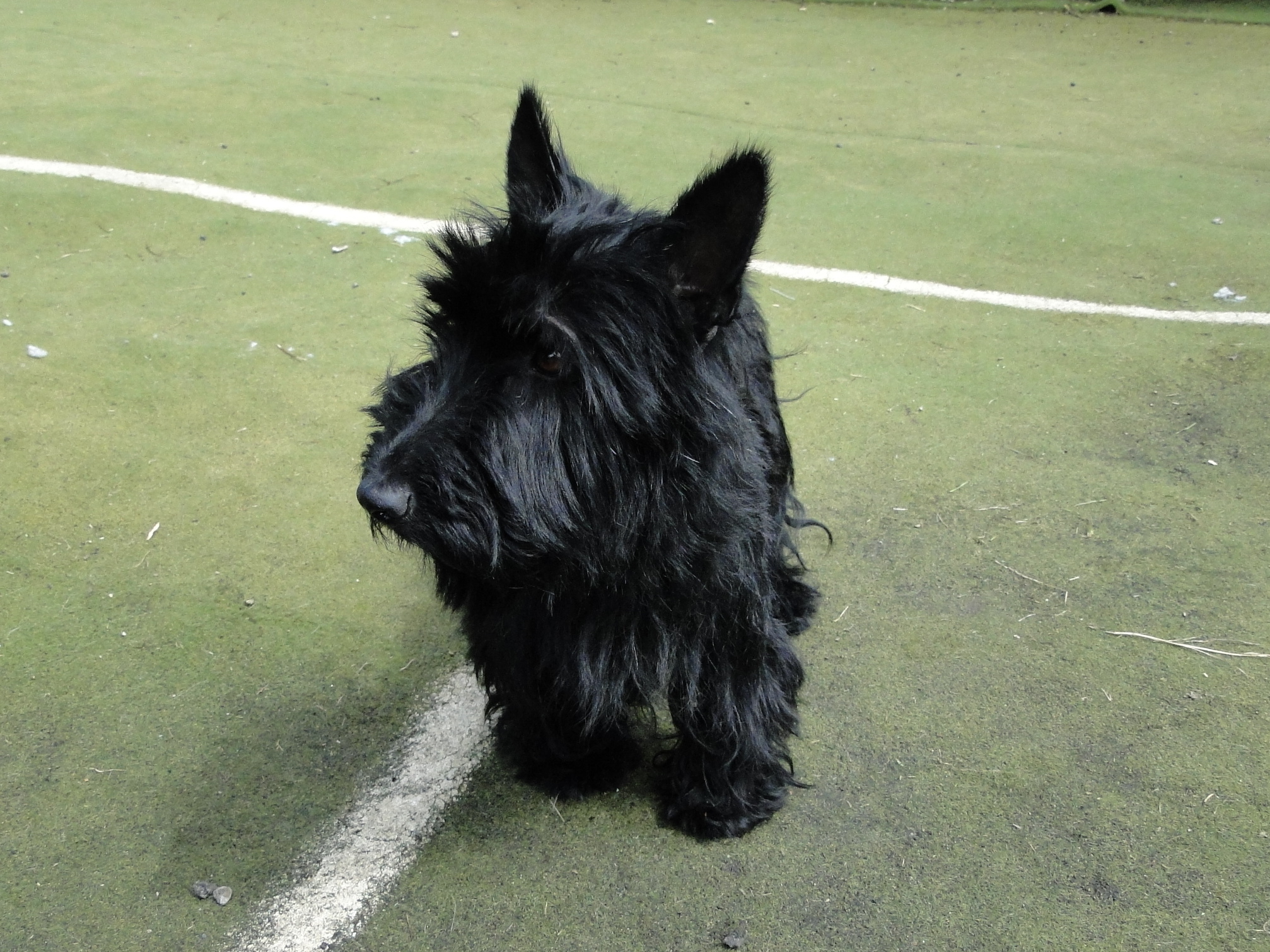 Scottie dog in need of a loving new 